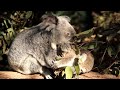 Baby Koala With Mom - Cute Koala Joey Life /Native Australian Animals