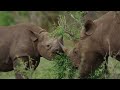 African_Wildlife___African_Nature_Showreel AMEZING VIDEO | #Atrangi Facts |