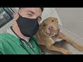 Funny Dog are Vet's Best Patient 🐶 Funniest Dog Reaction