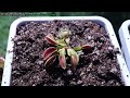 Repotting Alien & Kraken Venus Fly Traps + Beginner Care Tips