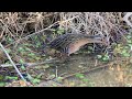 DSC 9979 Virginia Rail at Huntely Meadows Park Virginia December 13th, 2021