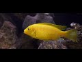 Beautiful African Cichlids In Incredible High Quality