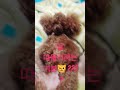 타이니푸들 성견  / Tiny Poodle Adult Dog / 몽실이 3살 ~ 1.8 kg #cute