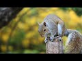 Animal of Paradise, 4k-Scenic scene Tropical, Wildlife Film, Bird sounds and relaxing music