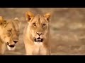 Intense Battle Between Lioness And Giraffe Over Her Newborn Baby - Lion Vs Leopard