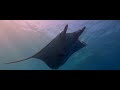 NUSA PENIDA - Diving with Manta Rays at Kelingking Beach in Indonesia | 4K Cinematic Travel Video