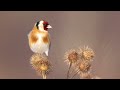 Relaxing, crisp 4K video of Goldfinches, January 2024