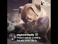 Pit Bull Dog Wins Over Her Guinea Pig Sisters | The Dodo Odd Couples