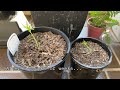 Growing White Nectarine from Seeds