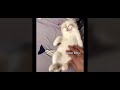 Funny cats