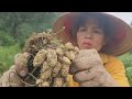 A Rainy Day: Peanut Harvest Season and a Mother's Quiet Love | Lý Thị Thơm