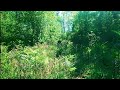Bluebell Forest in Kent, England | Natural Tranquility and Relaxing Music