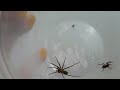 How to remove spiders from your house.