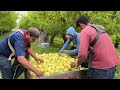 ES INCREIBLE que el patron decidiera cosechar esta manzana para el jugo