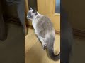 チュールを食べたらさっさと逃げる猫