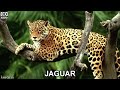 jaguar sound - roar