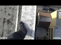 Rooftopping asbestos-filled apartment (San Francisco)