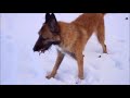 Belgian Shepherd Skoll - Winter Fun