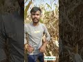 मक्का corn भुट्टा का सम्पूर्ण जैविक समाधान #corn #indiagro #farming #agriculture #india