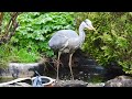 Carnivorous Predator Hunting in the Garden  [4K]  The Grey Heron