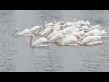 White Pelicans feeding Ft. Myers Beach, Fl.