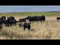 West Bench Colony, 200 Steers