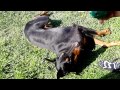 Doberman doing basic tricks *king*