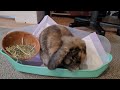Potty Trained Rabbit using his Litter box indoor Rabbit #pottytrainedrabbit