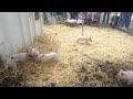 Piglets going crazy