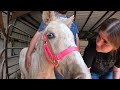 Rescued Mare And Foal Evaluation