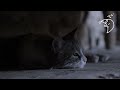 ⭐Cat lullaby for kittens with anxiety relaxing  music, Sleep, Stress Relief, Peaceful Piano Music🎵