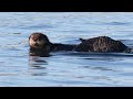 Sea otter mom + baby