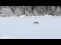 Canadian Lynx Crosses Lake