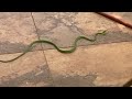 Green Vine Snake