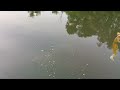 THE KANSAS ANGLER SMALLMOUTH BASS WITH BLUEGILL IN THE MOUTH ON ZOOM LIZARD WADING THE RIVER