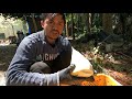 Panen Rebung di Hutan Jepang , tunas Bambu muda