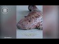 Chinese Giant Salamander 🦎 Rivers HIDE This Monster! | 1 Minute Animals