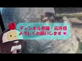 すみっコぐらし水族館 × アクアワールド・大洗