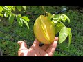 🌟Fwang Tung Starfruit Tree🌟