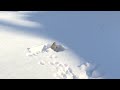 squirrel in the snow