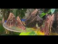 Dubai butterfly garden 4k exploration