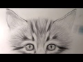 How to Draw a Kitten