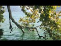 Chill With Them at Lugano Lake | gene Art#shortvideo #Lugano