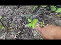 WILL IT GROW UPLOAD| Determinate Potatoe Harvest