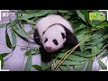 (SUB) Switch Every 10 Days? How Mother Panda Raises Twin Pandas🐼│ Panda World