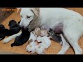 Mother Dog Takes Care of 7 Newborn Kittens