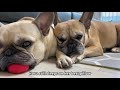 Frenchie Gets A Frenchie | 5 Years Of Friendship in 4 Minutes