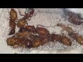 Camponotus castenaus colony