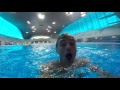 Diving into Gymnastics with Nile Wilson I Tom Daley