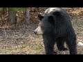 Bears in the Wild - A Collection of Photos and Video